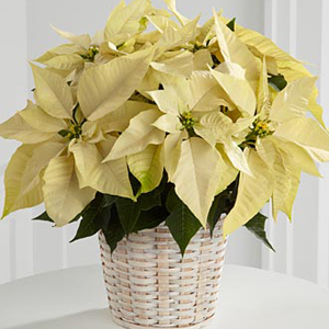 Poinsettia White in Basket (image for) Poinsettia White in Basket